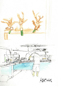 1307 coraux couleurs