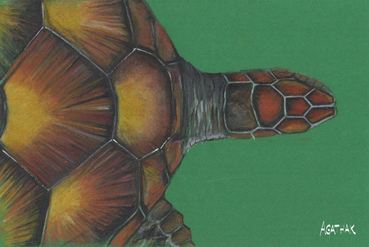 Tortue verte sur fond vert