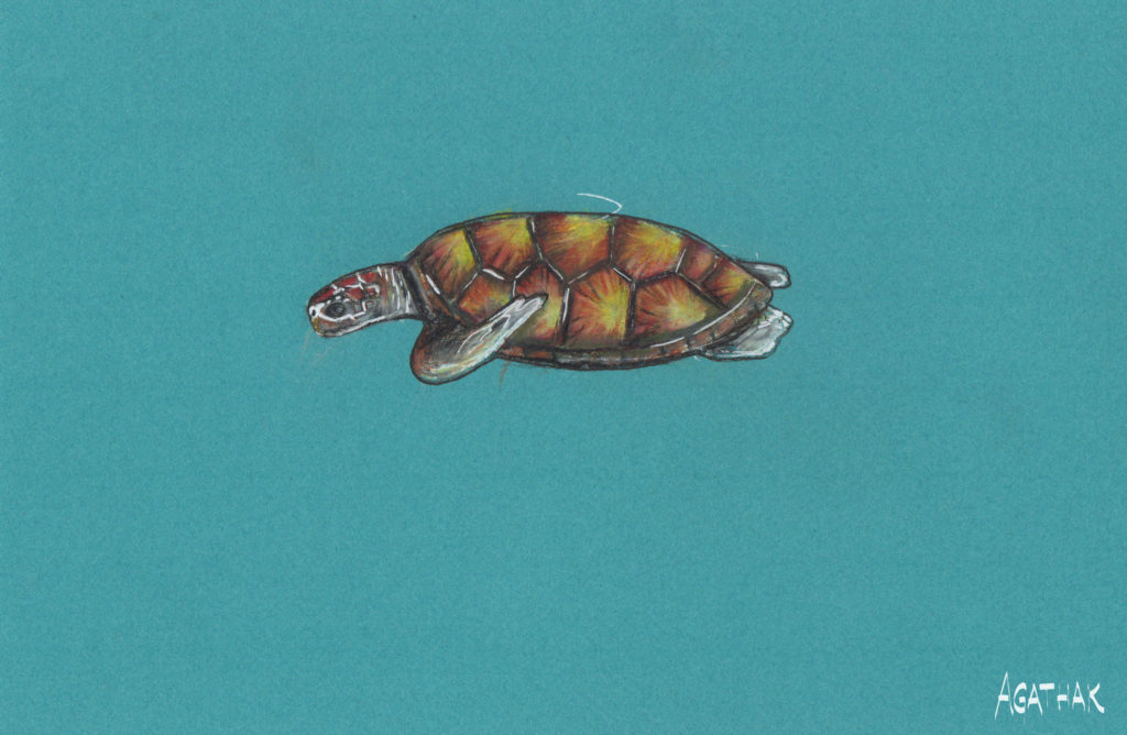 tortuebleue2